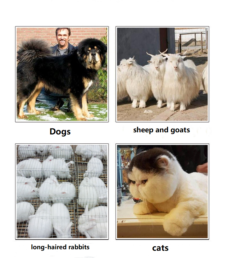 T82 কর্ডেড পোষা ক্লিপার T82 কর্ডেড পোষা ক্লিপার