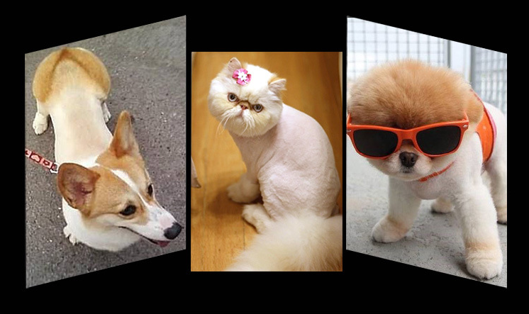 P56 কর্ডলেস পোষা ক্লিপার